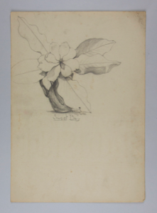 Image of Untitled (Plant Study, Sweet Bay)