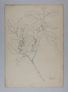 Image of Untitled (Plant Study)