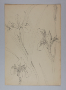 Image of Untitled (Plant Study)