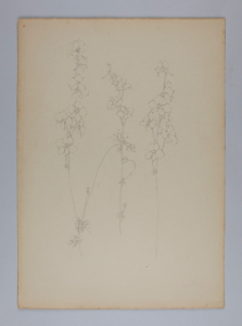 Image of Untitled (Plant Study)