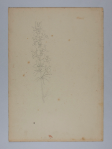 Image of Untitled (Plant Study)