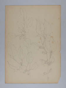 Image of Untitled (Plant Study)