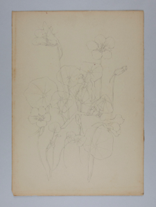 Image of Untitled (Plant Study)