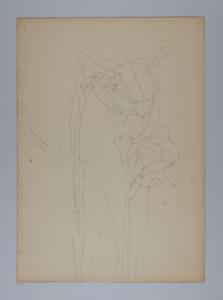 Image of Untitled (Plant Study)