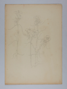 Image of Untitled (Plant Study)