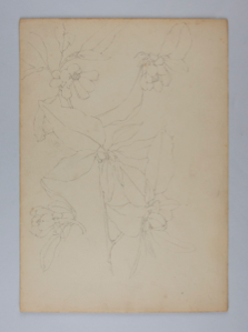 Image of Untitled (Plant Study)