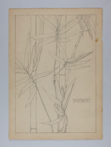 Image of Untitled (Plant Study, Bamboo)