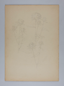 Image of Untitled (Plant Study)