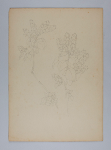 Image of Untitled (Plant Study)