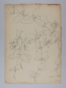 Image of Untitled (Plant Study, Honey-suckle)