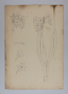 Image of Untitled (Plant Study, Narcissus)