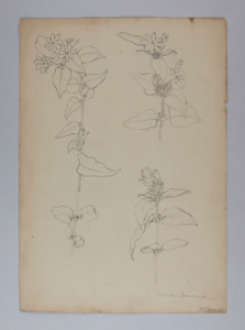 Image of Untitled (Plant Study, White Jesimine [sic])