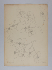 Image of Untitled (Plant Study, Dogwood)