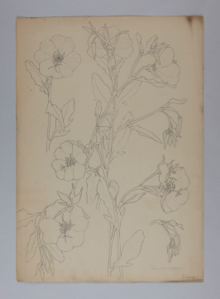 Image of Untitled (Plant Study, Primroses)