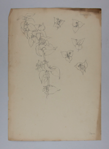 Image of Untitled (Plant Study, Bogavilla)