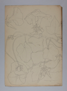 Image of Untitled (Plant Study, Morning Glory)