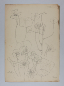 Image of Untitled (Plant Study, Nasturtium)