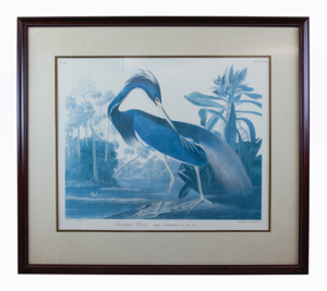 Image of Louisiana Heron: Ardea ludoviciana, Wils. Male adult