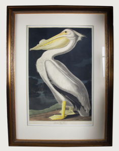 Image of American White Pelican