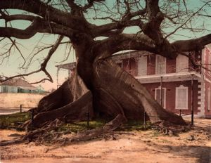 Image of Ceiba or Silk Cotton Tree, Nassau, Bahama Islands