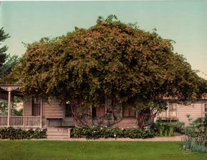 Image of Gold of Ophir Roses, Pasadena