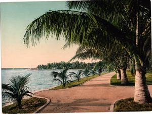 Image of The Walk at Palm Beach