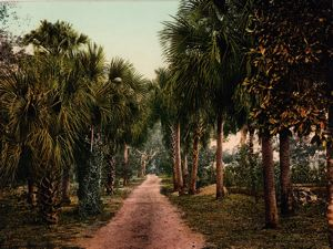 Image of Palmettoes at Bostroms, Ormond, Florida