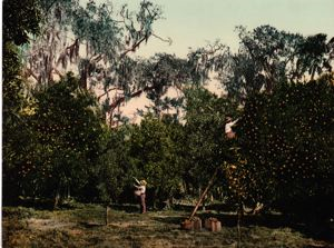 Image of An Indian River Orange Grove, Florida