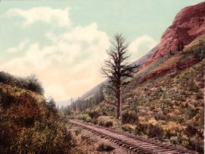 Image of One Thousand Mile Tree, U.P. RY., Weber Canon, Utah