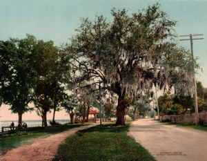 Image of Along the Bay, Bay St. Louis Miss