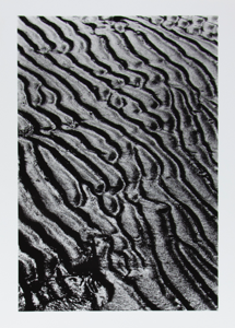 Image of Wet Sands, Camargue