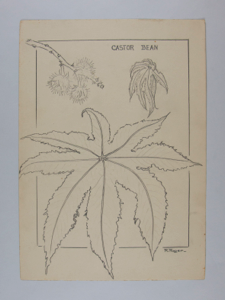 Image of Castor Bean