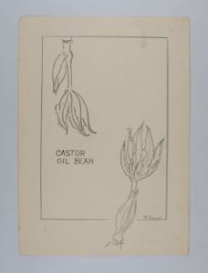 Image of Castor Oil Bean