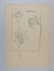 Image of Jonquils