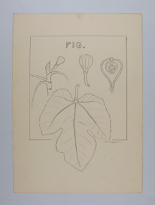 Image of Fig