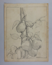 Image of Untitled (Plant Study)