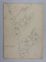 Image of Untitled (Plant Study, Dogwood)