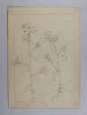 Image of Untitled (Plant Study)