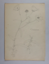 Image of Untitled (Plant Study, Cosmos)