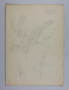 Image of Untitled (Plant Study, Shrimp Plant)