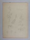 Image of Untitled (Plant Study, Larkspur)