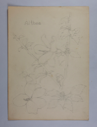 Image of Untitled (Plant Study, Althea)