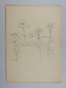 Image of Untitled (Plant Study)