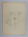 Image of Untitled (Plant Study)