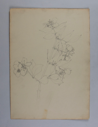 Image of Untitled (Plant Study)