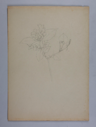 Image of Untitled (Plant Study)