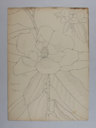 Image of Untitled (Plant Study, Magnolia)