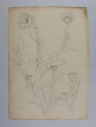 Image of Untitled (Plant Study, Calangela)