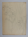 Image of Untitled (Plant Study, Gladiola)