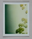 Image of Grapes